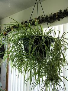 spider plant-air-purifying plants, Milford, Nonatum MA